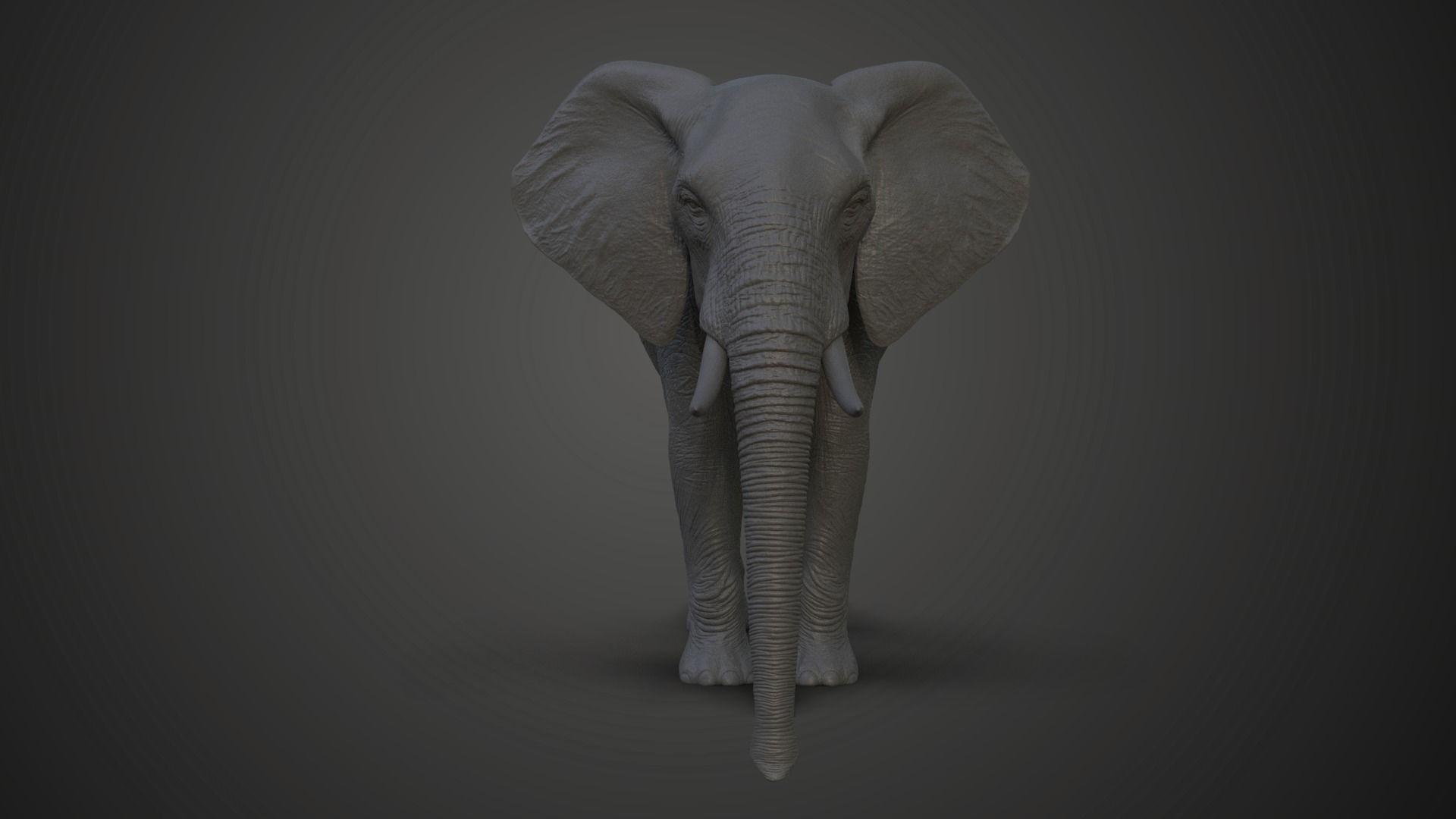 African Elephant Model 3D model_2