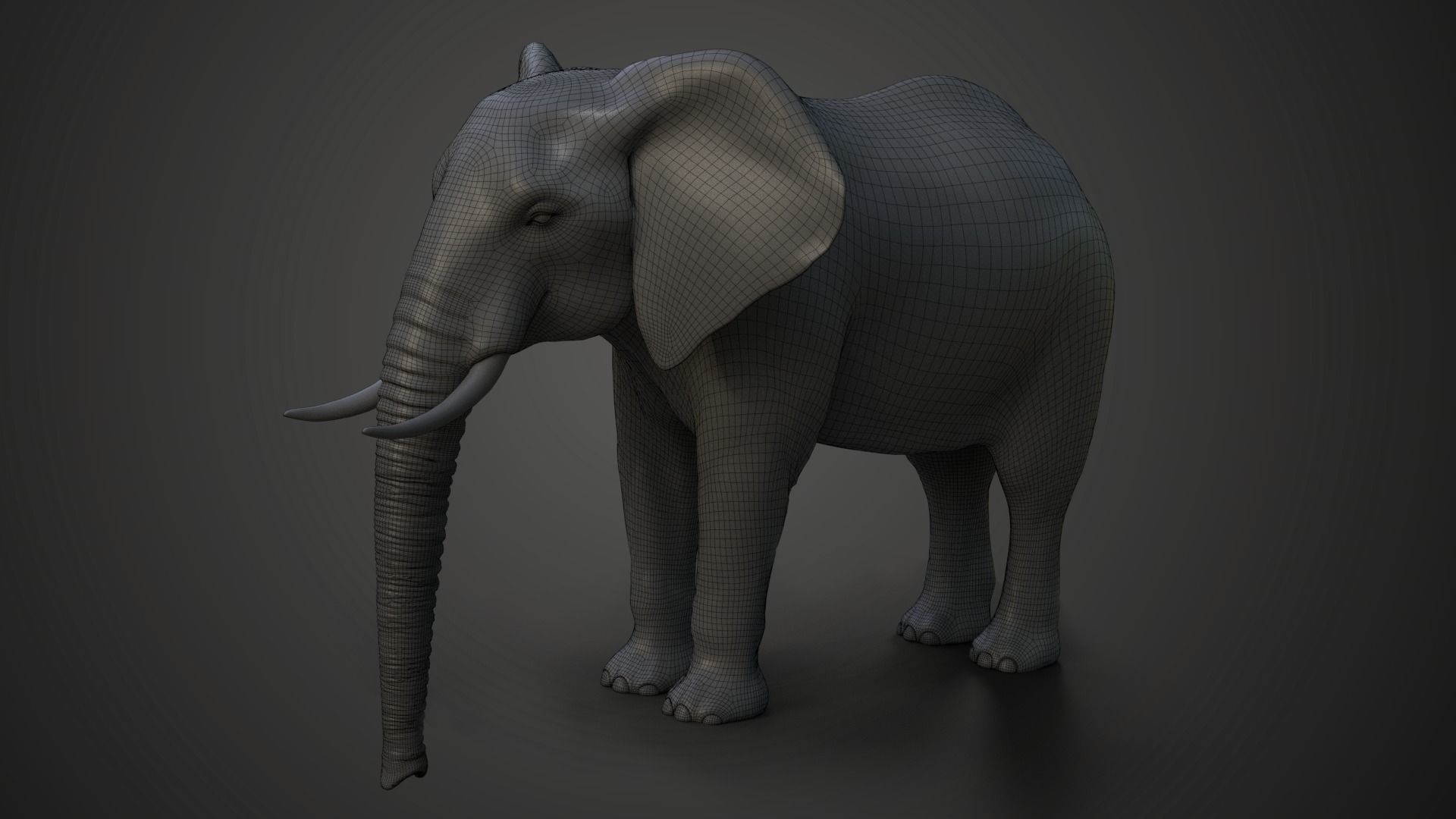 African Elephant Model 3D model_8