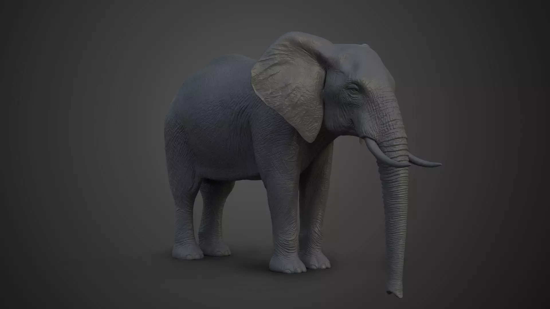 African Elephant Model 3D model_0