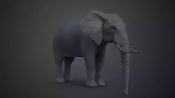 African Elephant Model