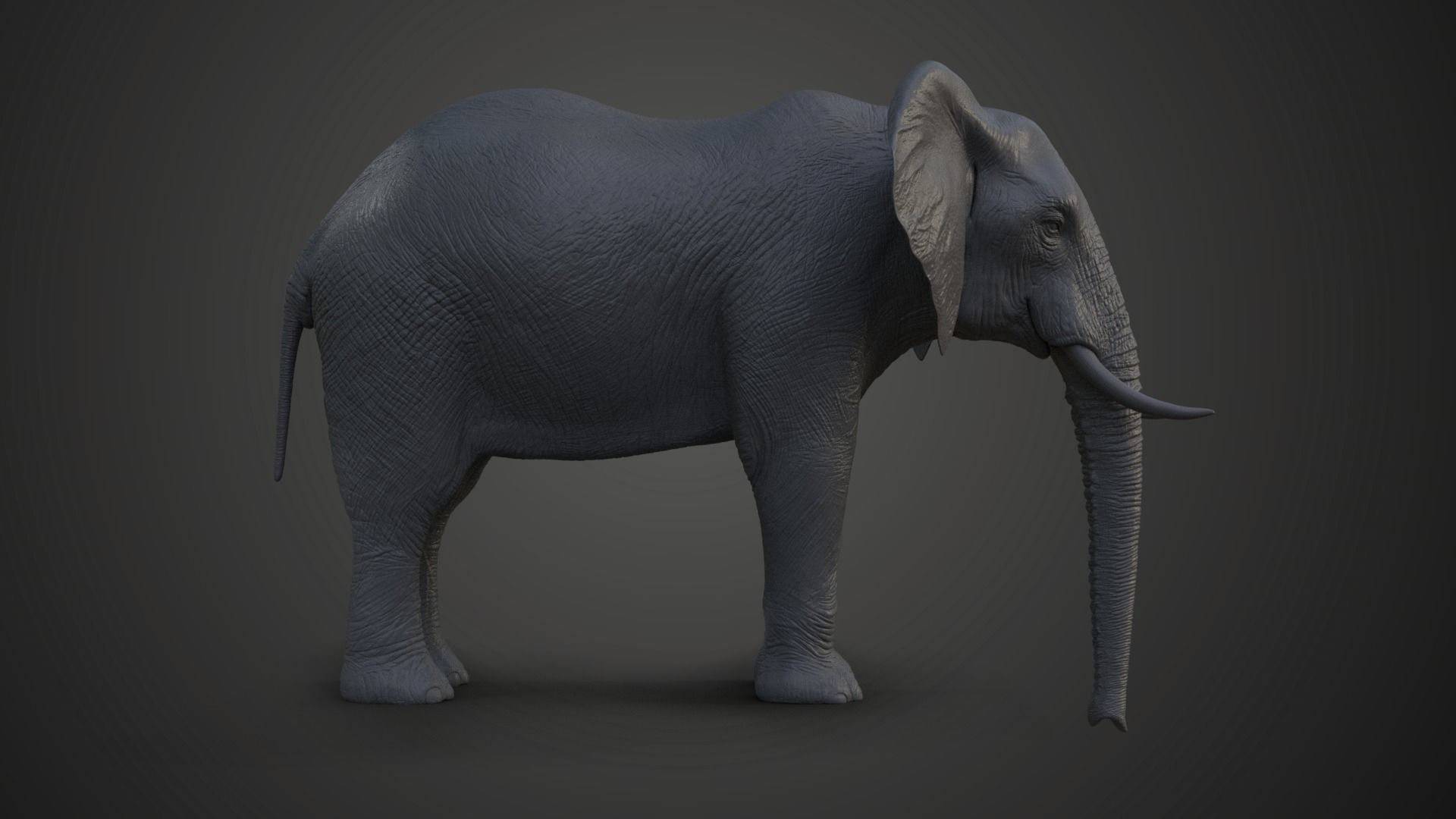 African Elephant Model 3D model_1