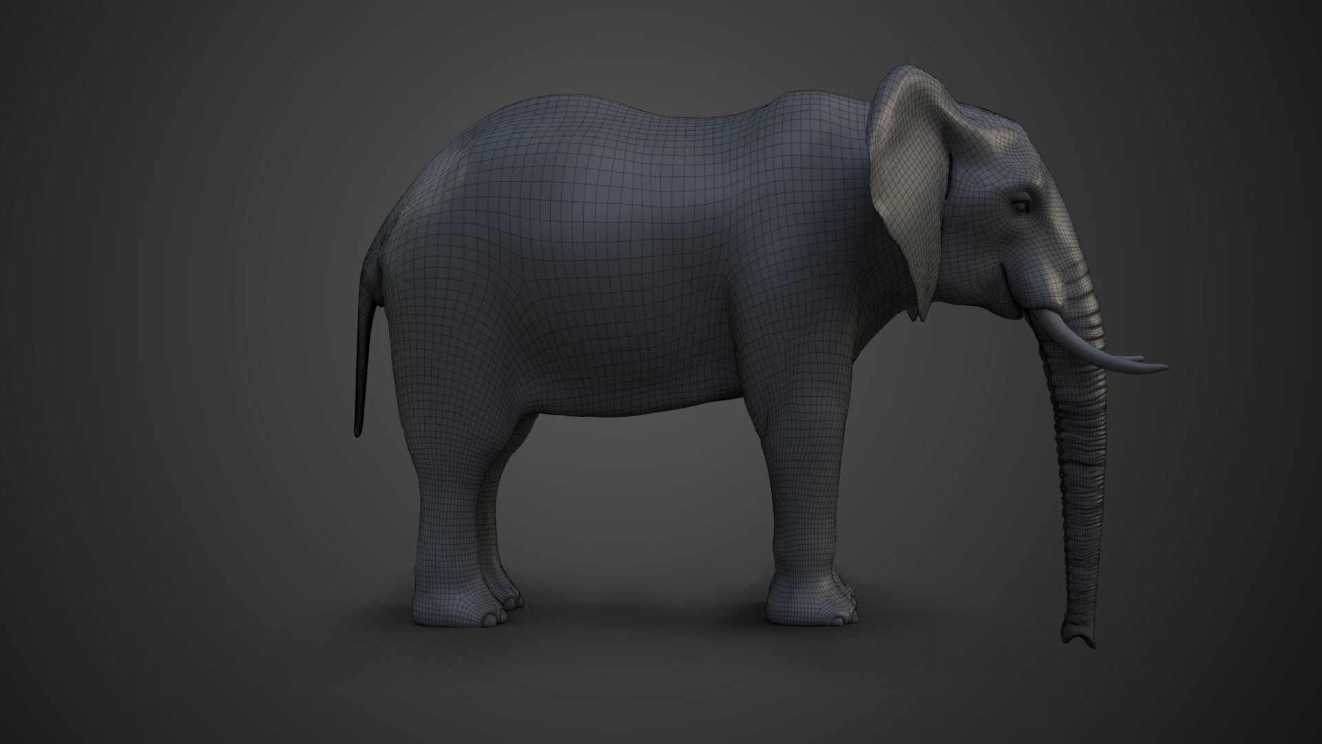 African Elephant Model 3D model_7