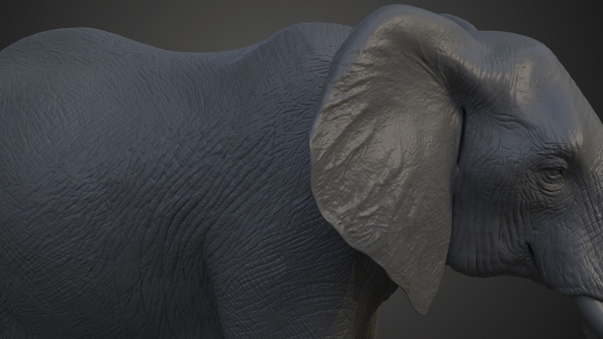 African Elephant Model 3D model_5