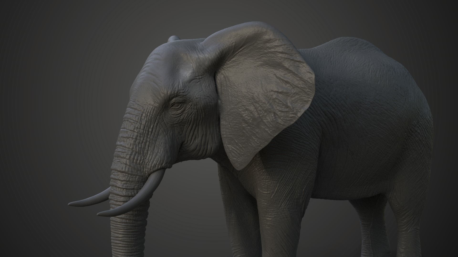 African Elephant Model 3D model_4