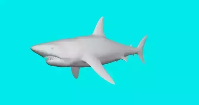 big shark