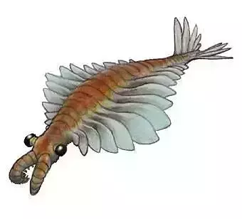 Anomalocaris or strangeshrimp