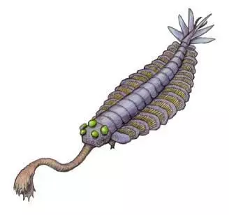 Anomalocaris or Laggania 3D print model_0