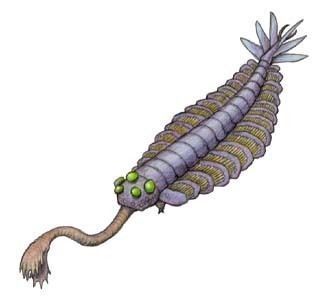 Anomalocaris or Laggania