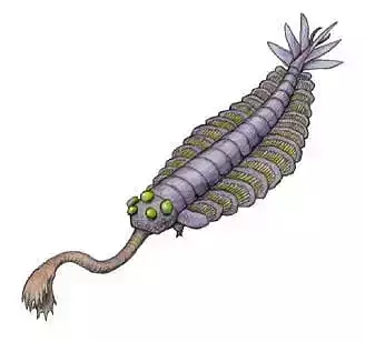 Anomalocaris or Laggania 3D print model