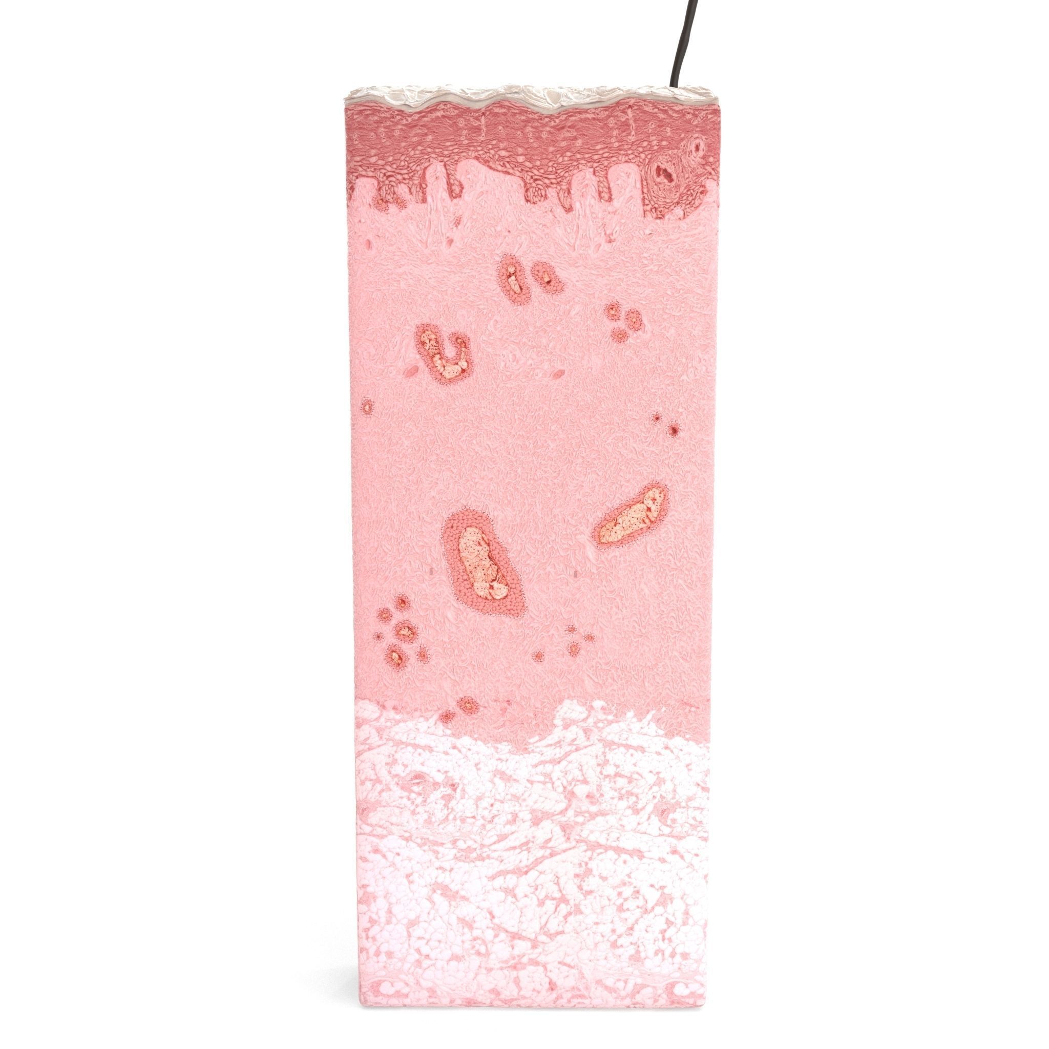 Skin Cross Section 3D model_5