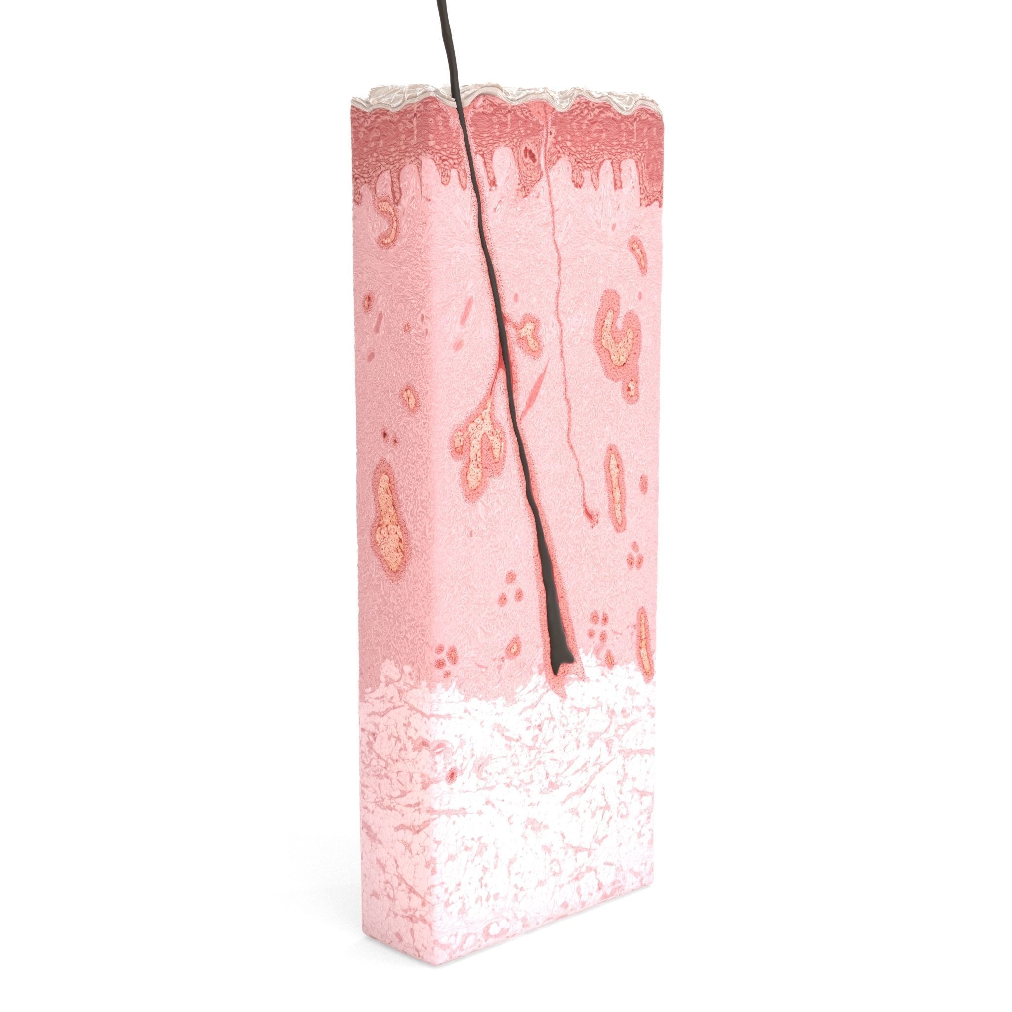 Skin Cross Section 3D model_8