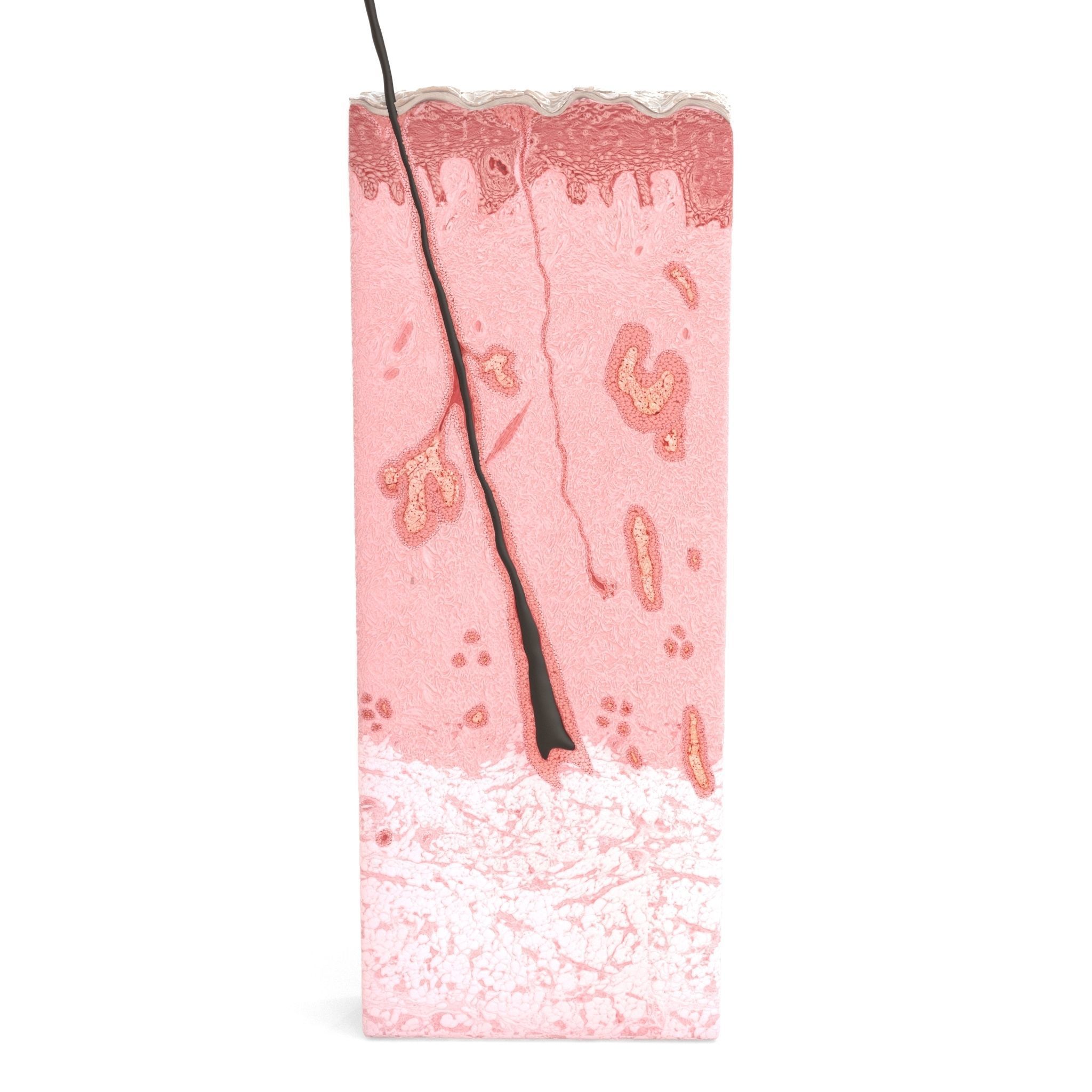 Skin Cross Section 3D model_1