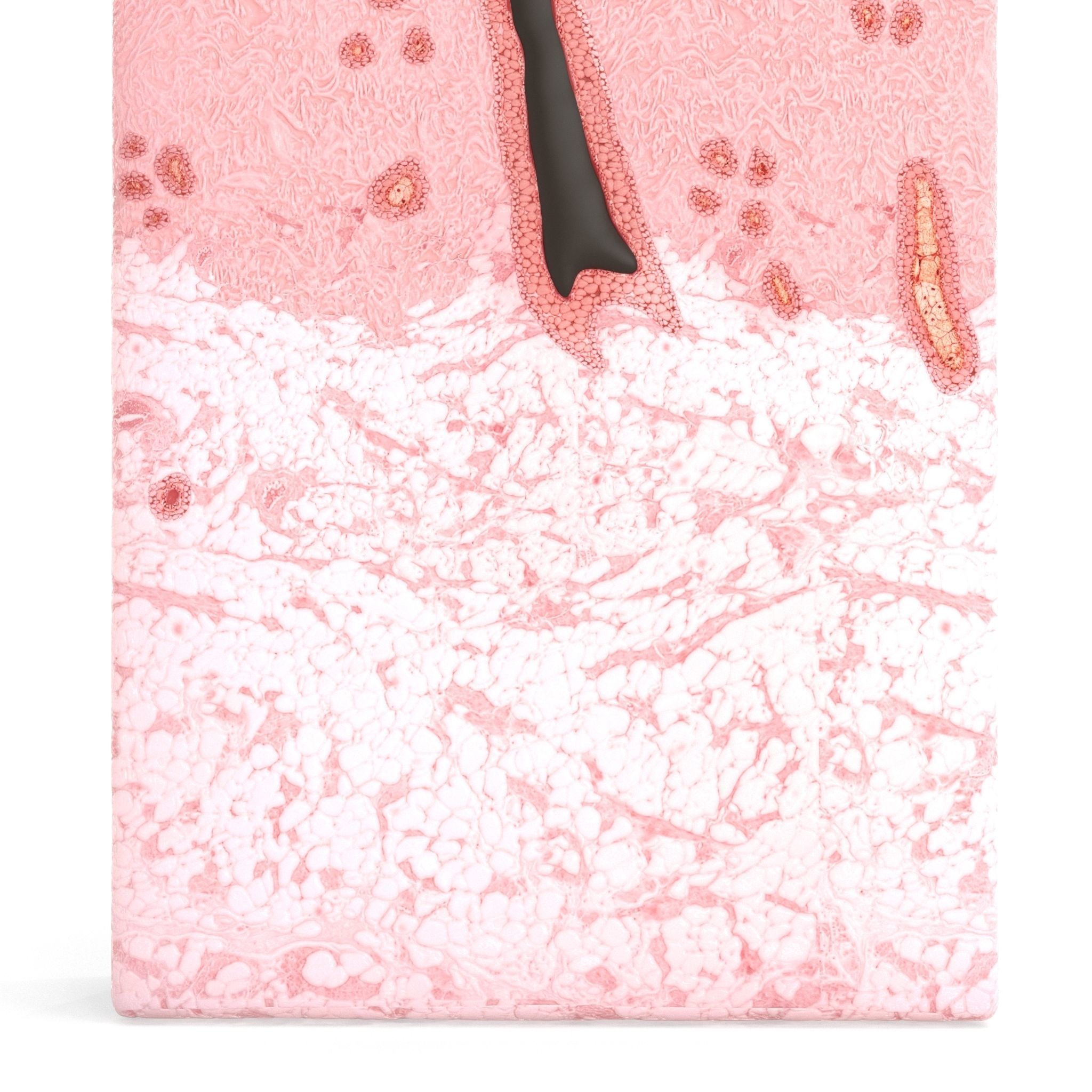 Skin Cross Section 3D model_10