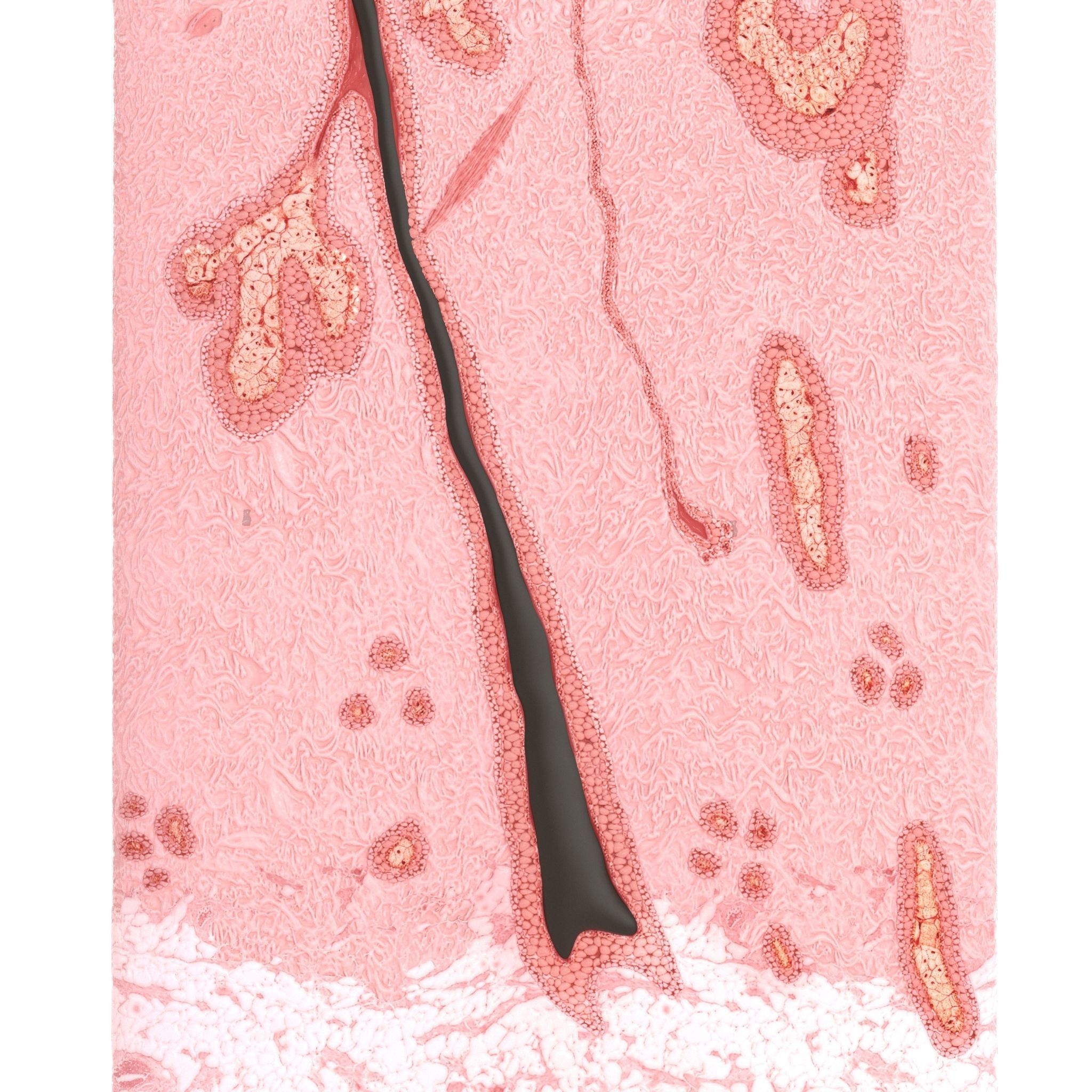 Skin Cross Section 3D model_11