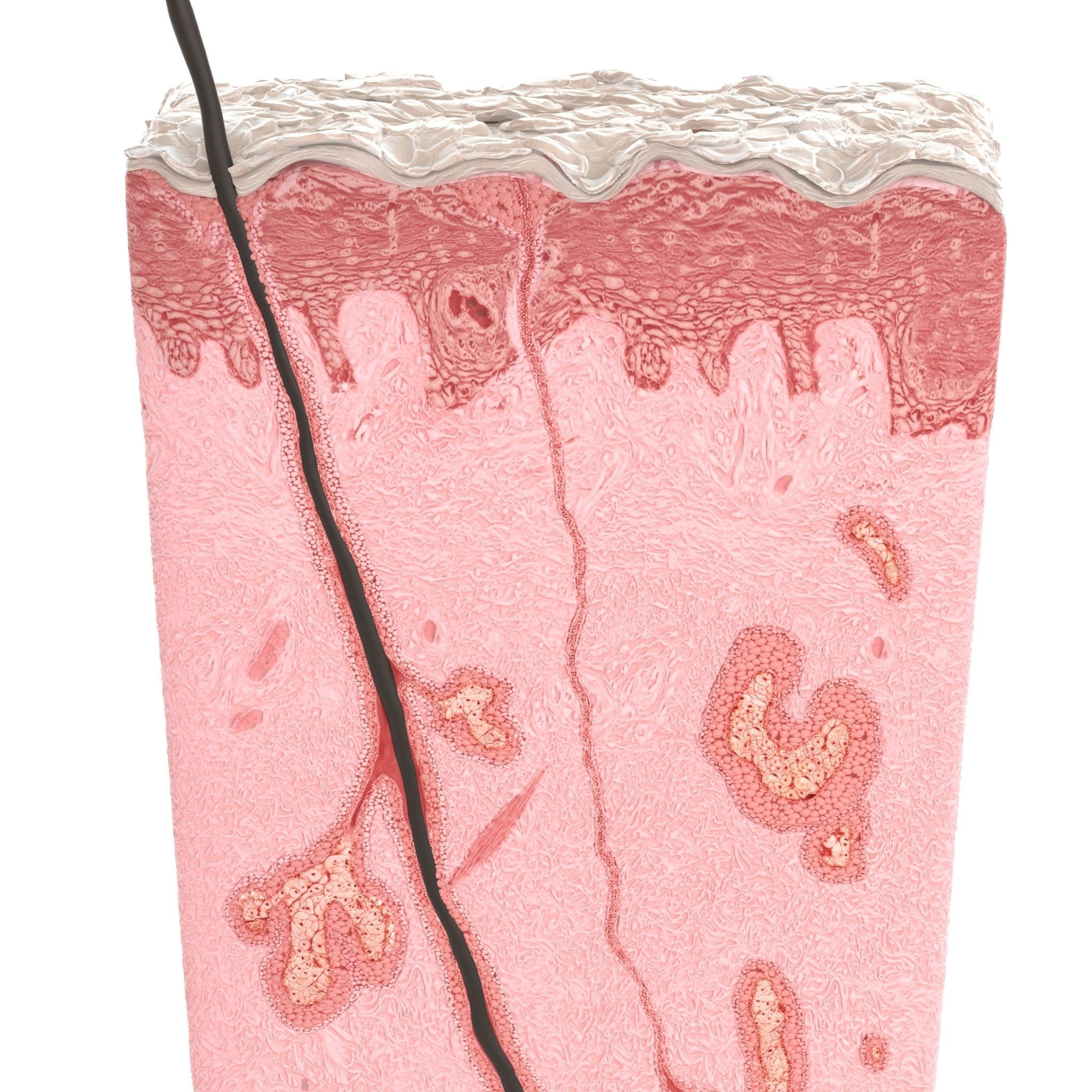 Skin Cross Section 3D model_9