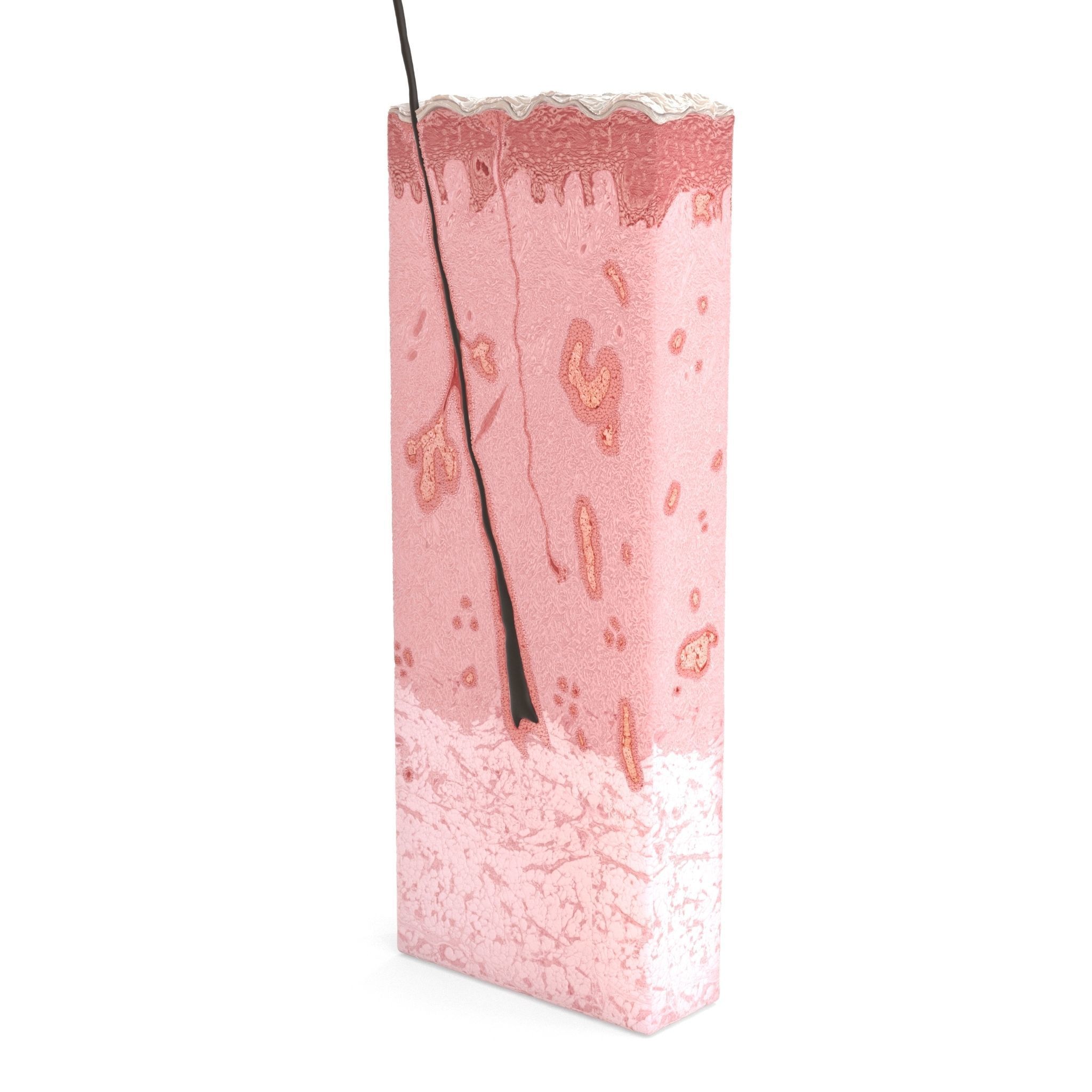 Skin Cross Section 3D model_2