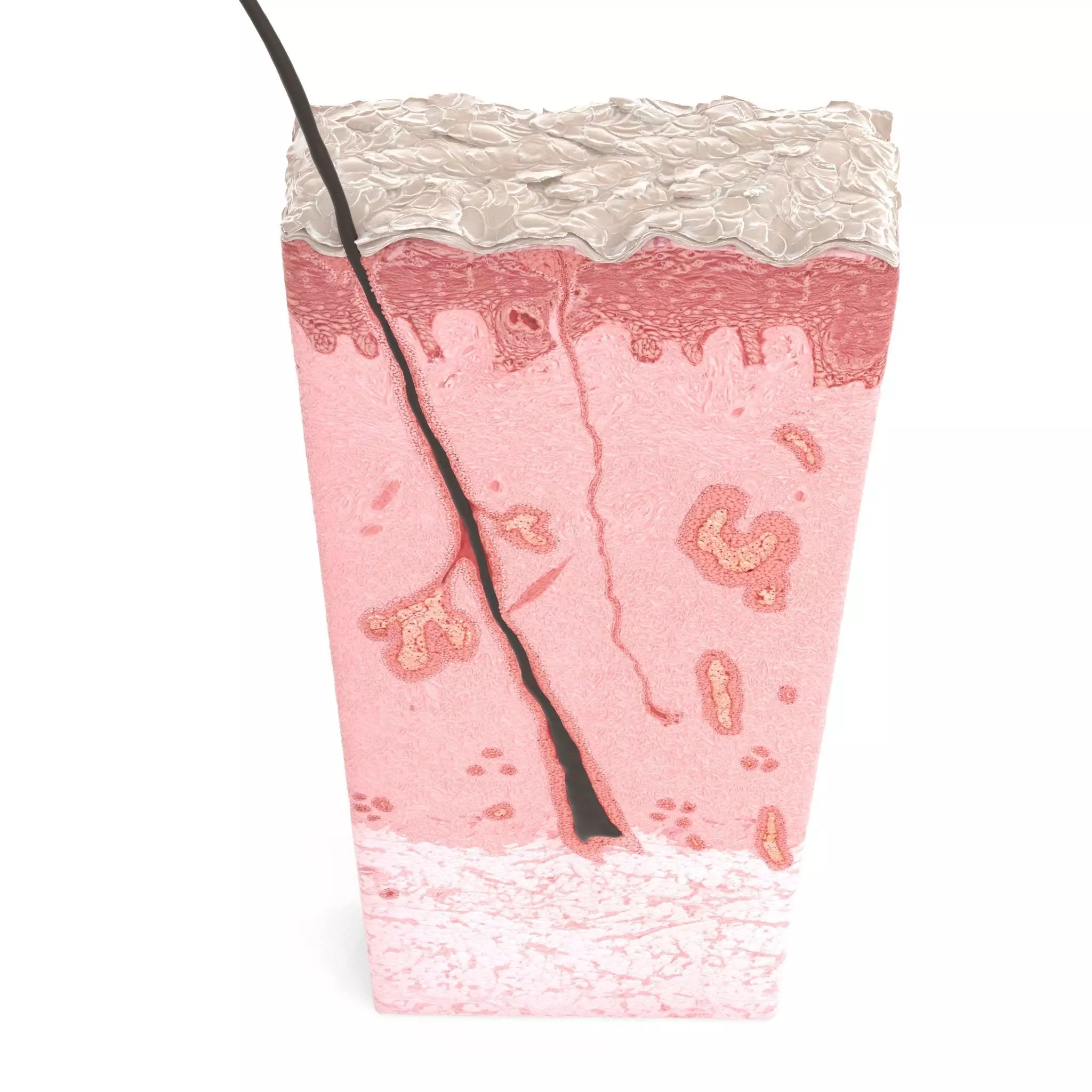 Skin Cross Section 3D model_0