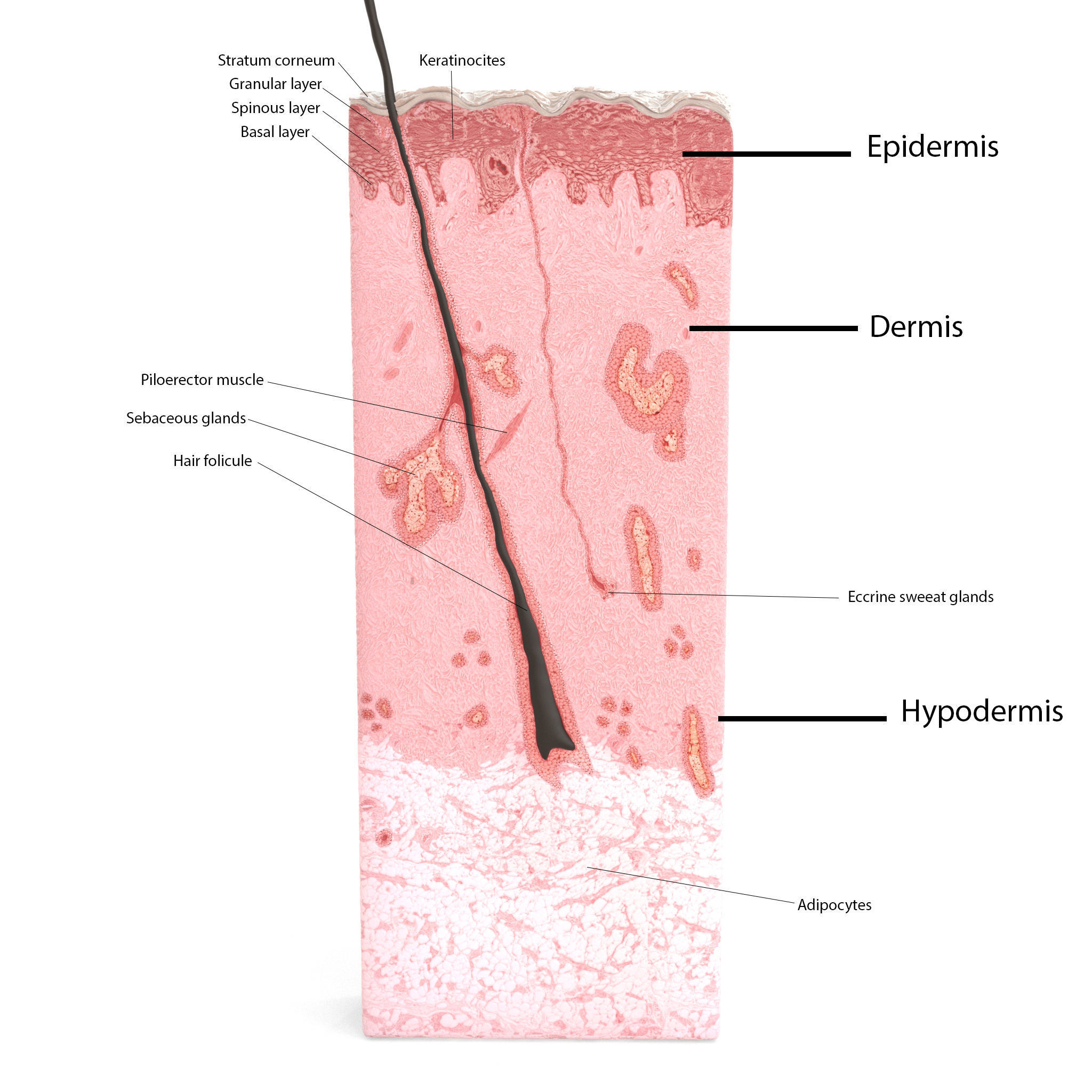 Skin Cross Section 3D model_15