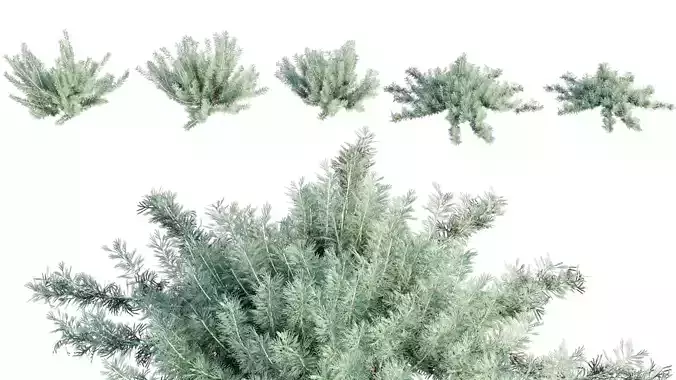 Artemisia californica - Coastal Sagebrush - 01 3D model