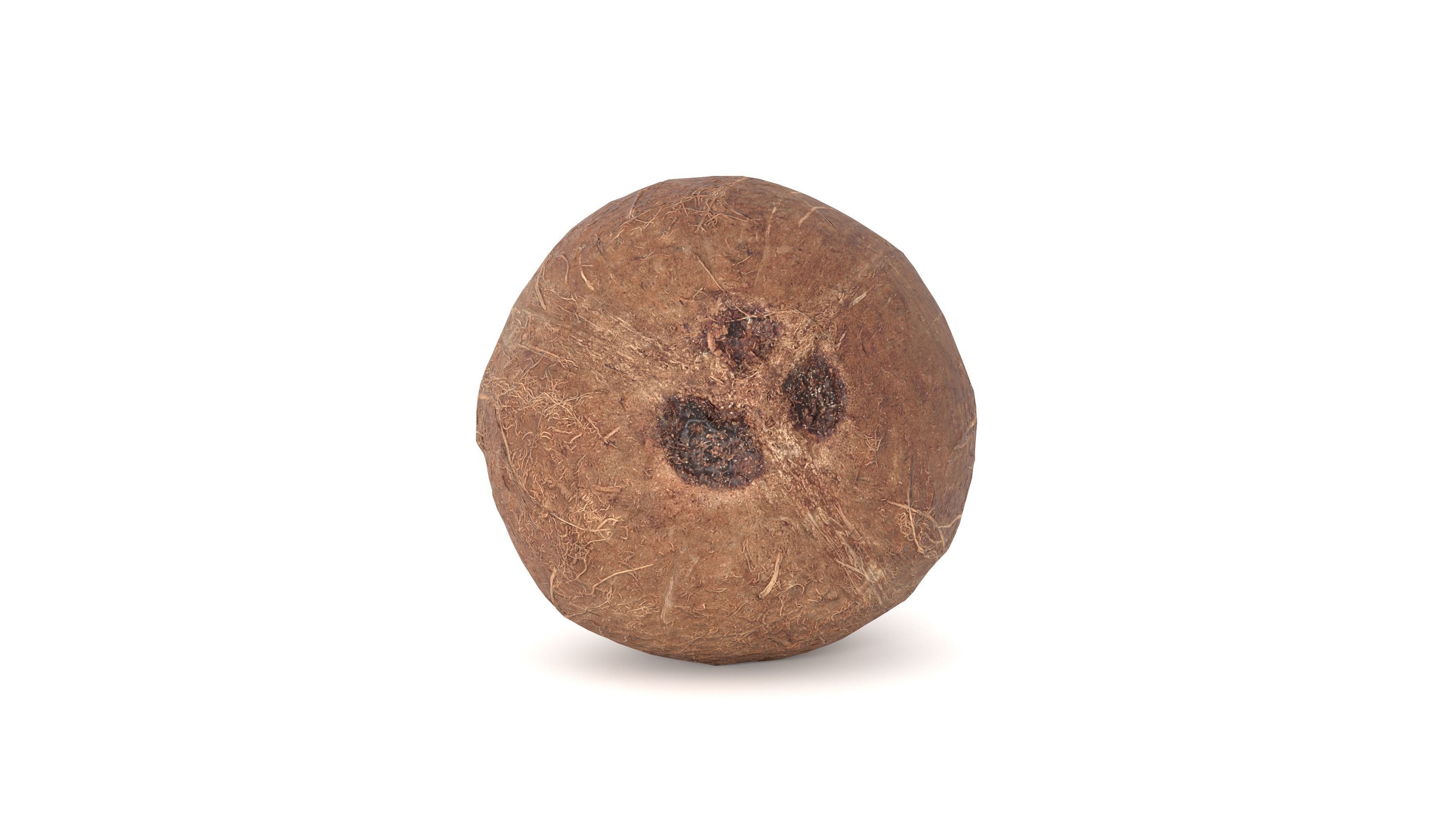 Coconut Fruit  Photoscan Low-poly 3D model_5