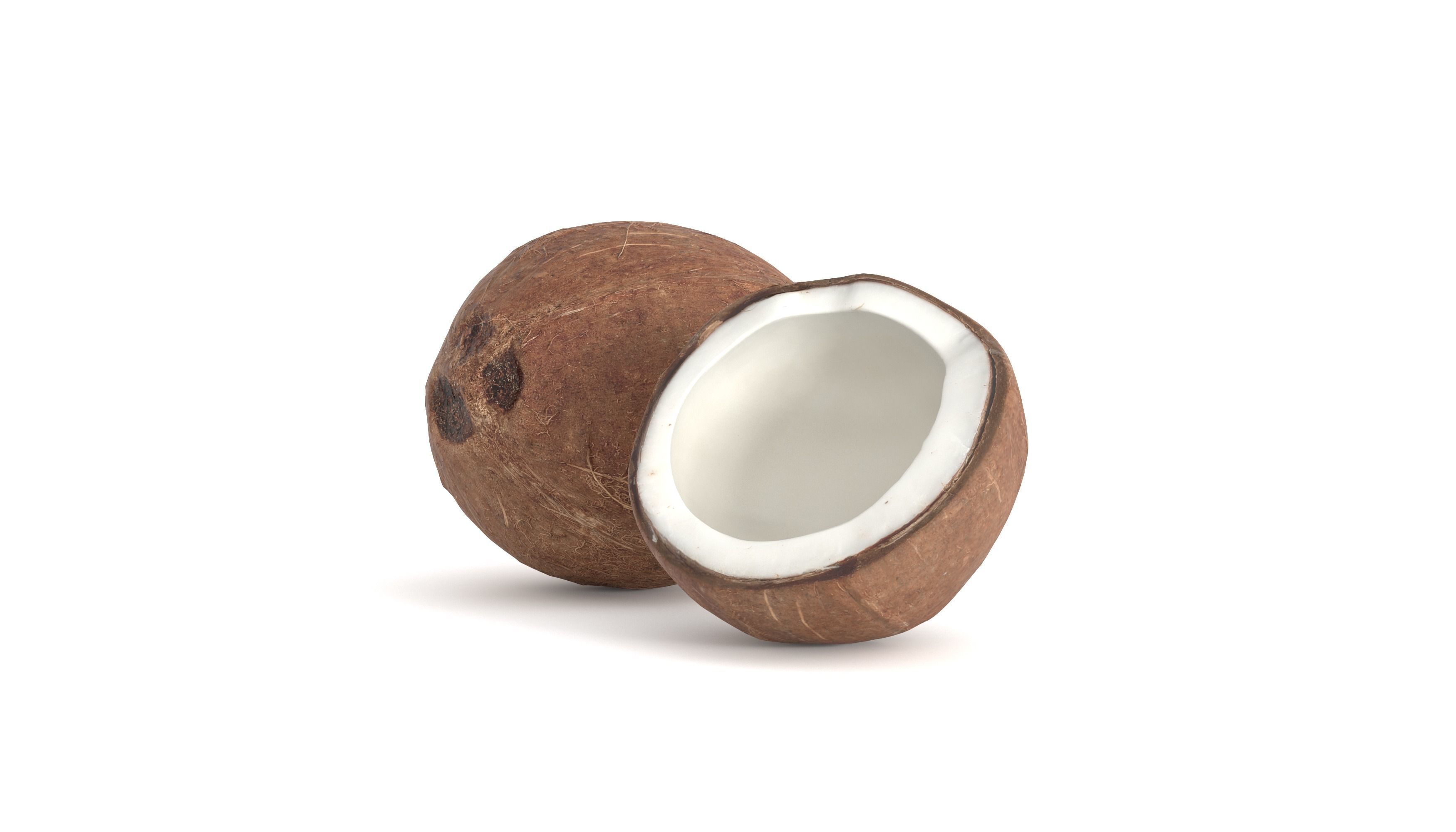 Coconut Fruit  Photoscan Low-poly 3D model_0