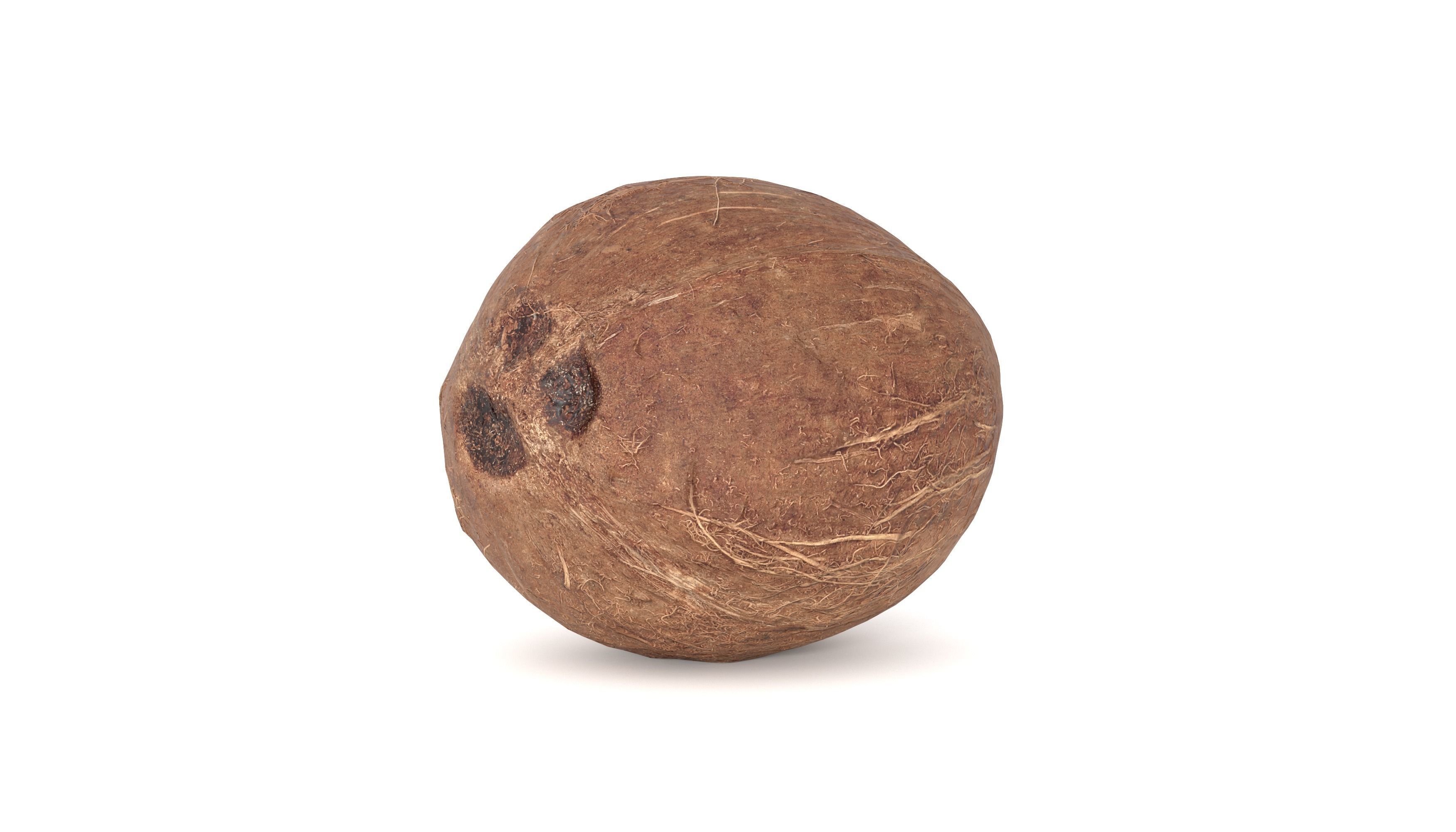 Coconut Fruit  Photoscan Low-poly 3D model_1