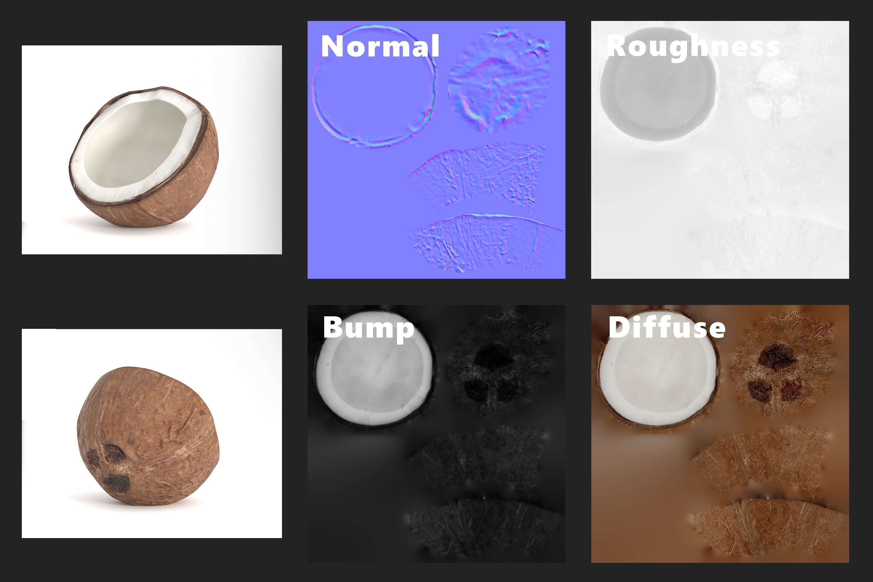 Coconut Fruit  Photoscan Low-poly 3D model_15