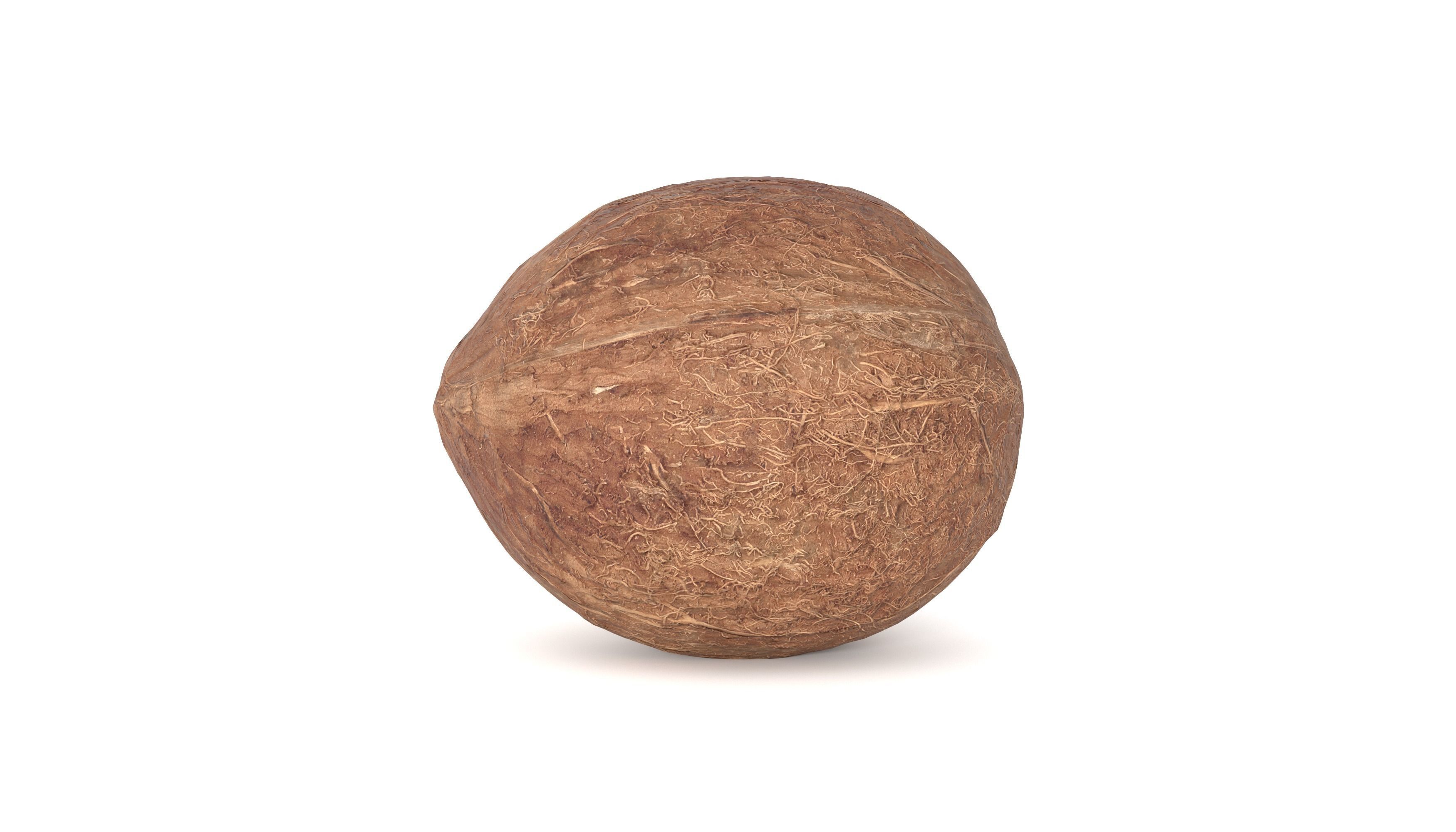 Coconut Fruit  Photoscan Low-poly 3D model_9