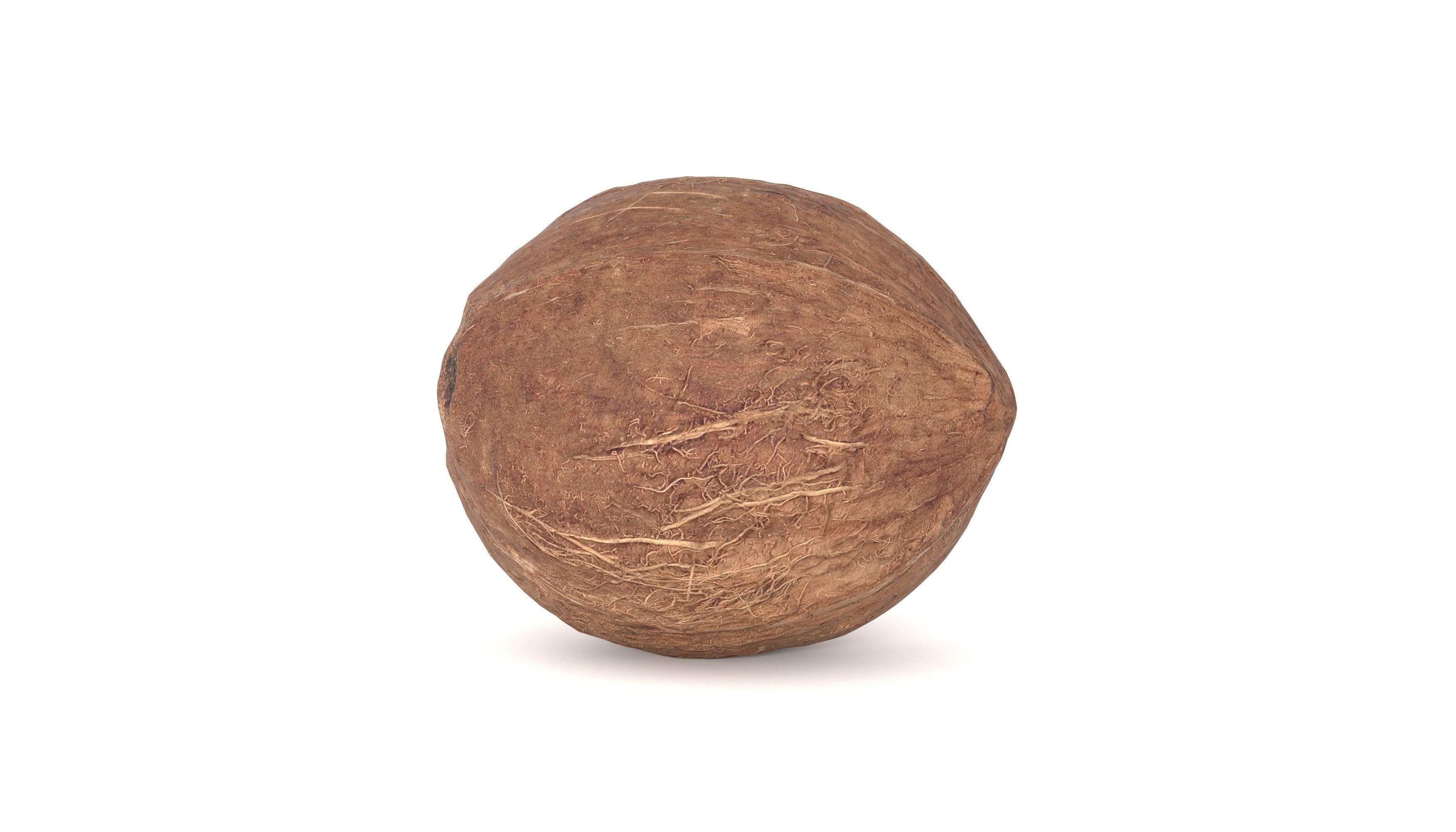 Coconut Fruit  Photoscan Low-poly 3D model_11