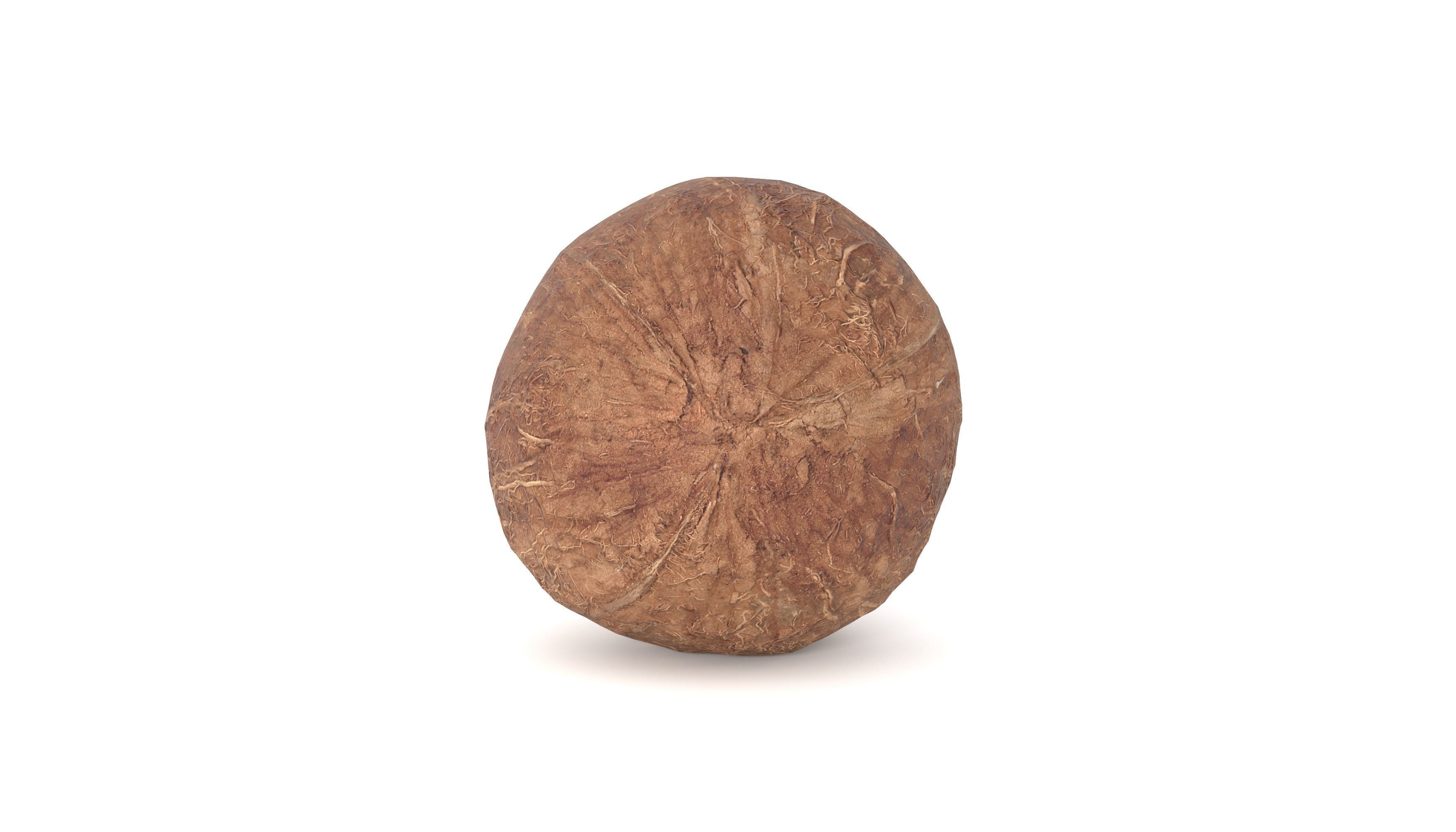 Coconut Fruit  Photoscan Low-poly 3D model_4