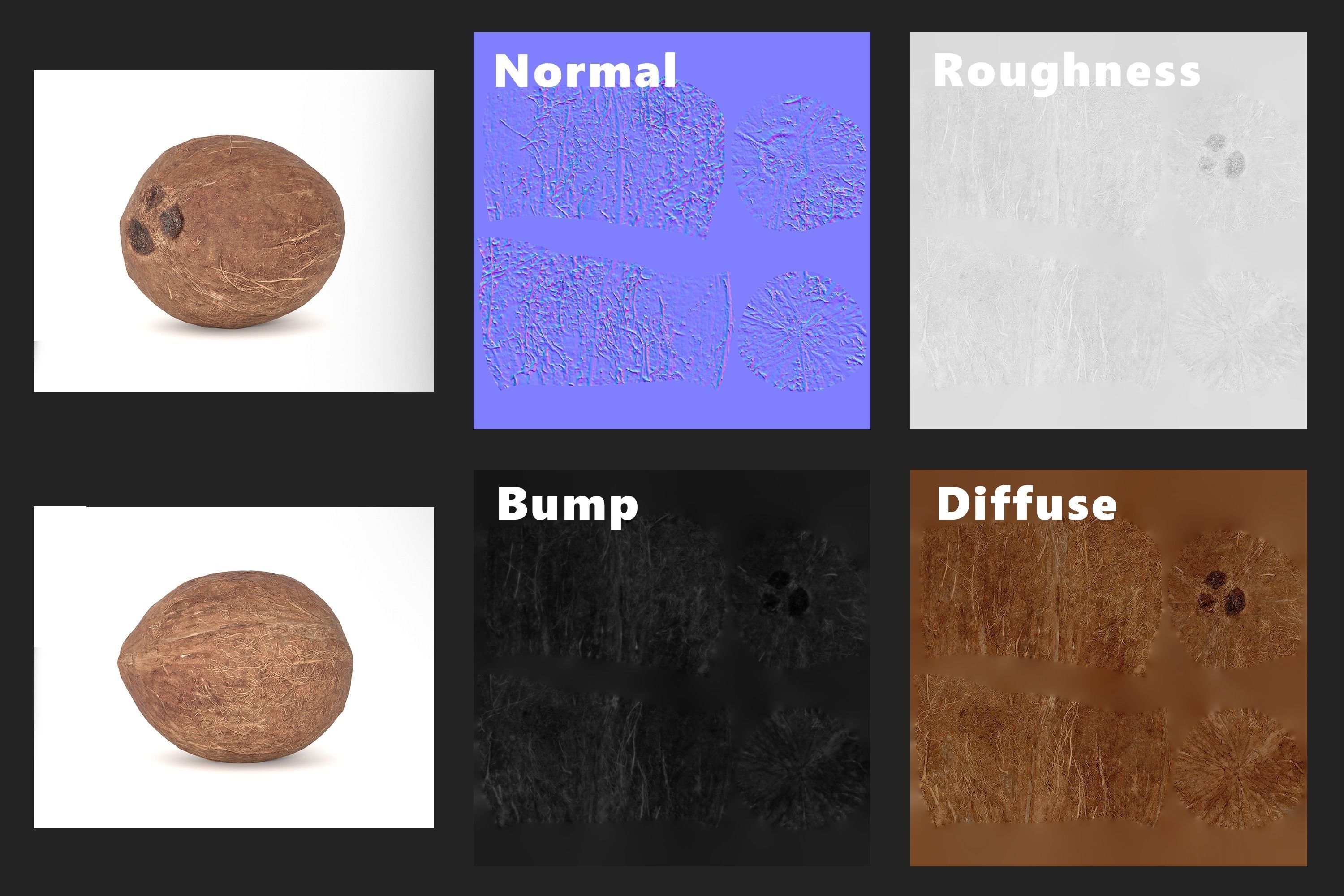 Coconut Fruit  Photoscan Low-poly 3D model_14