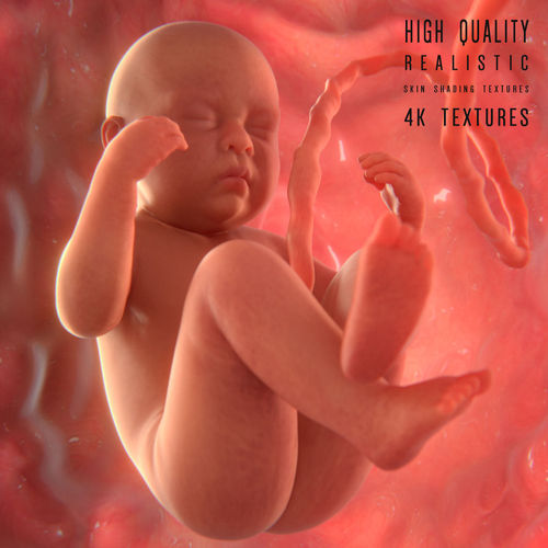 Fetus baby in womb 3D model