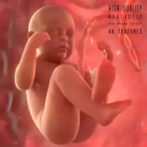Fetus baby in womb 3D model