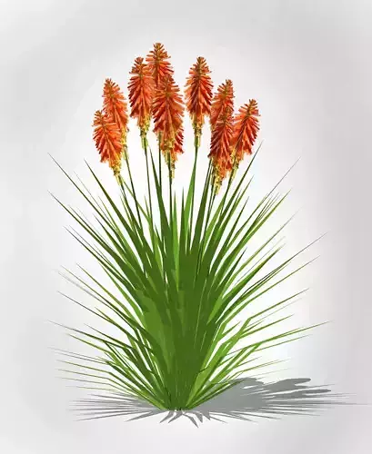 Plant Kniphofia uvaria torch lily