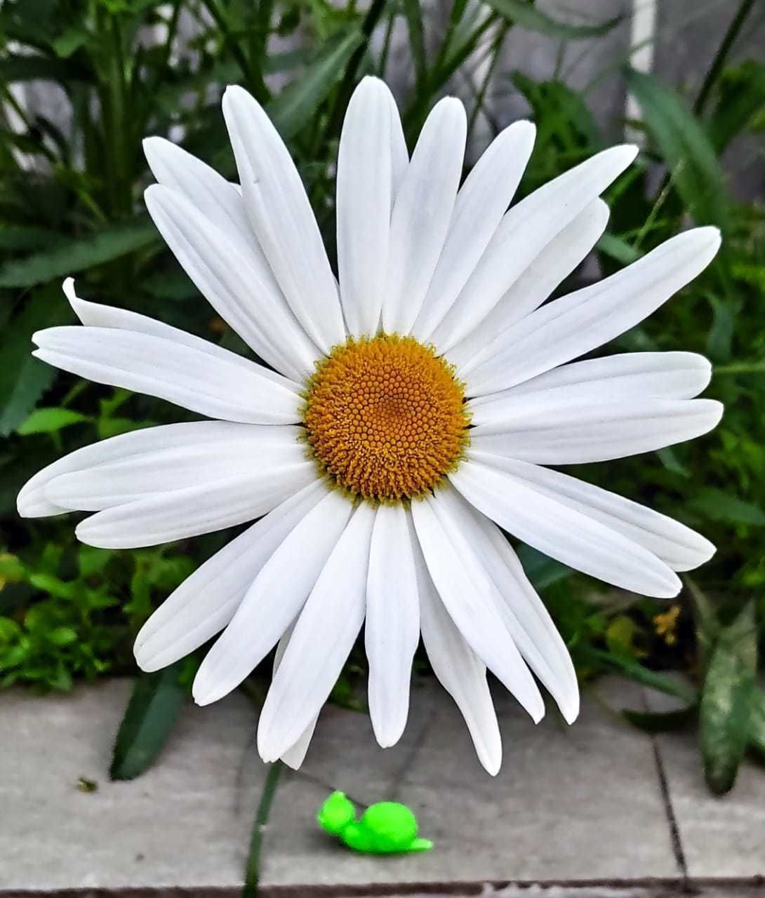 A cute Snail to decorate your garden 3D print model_7