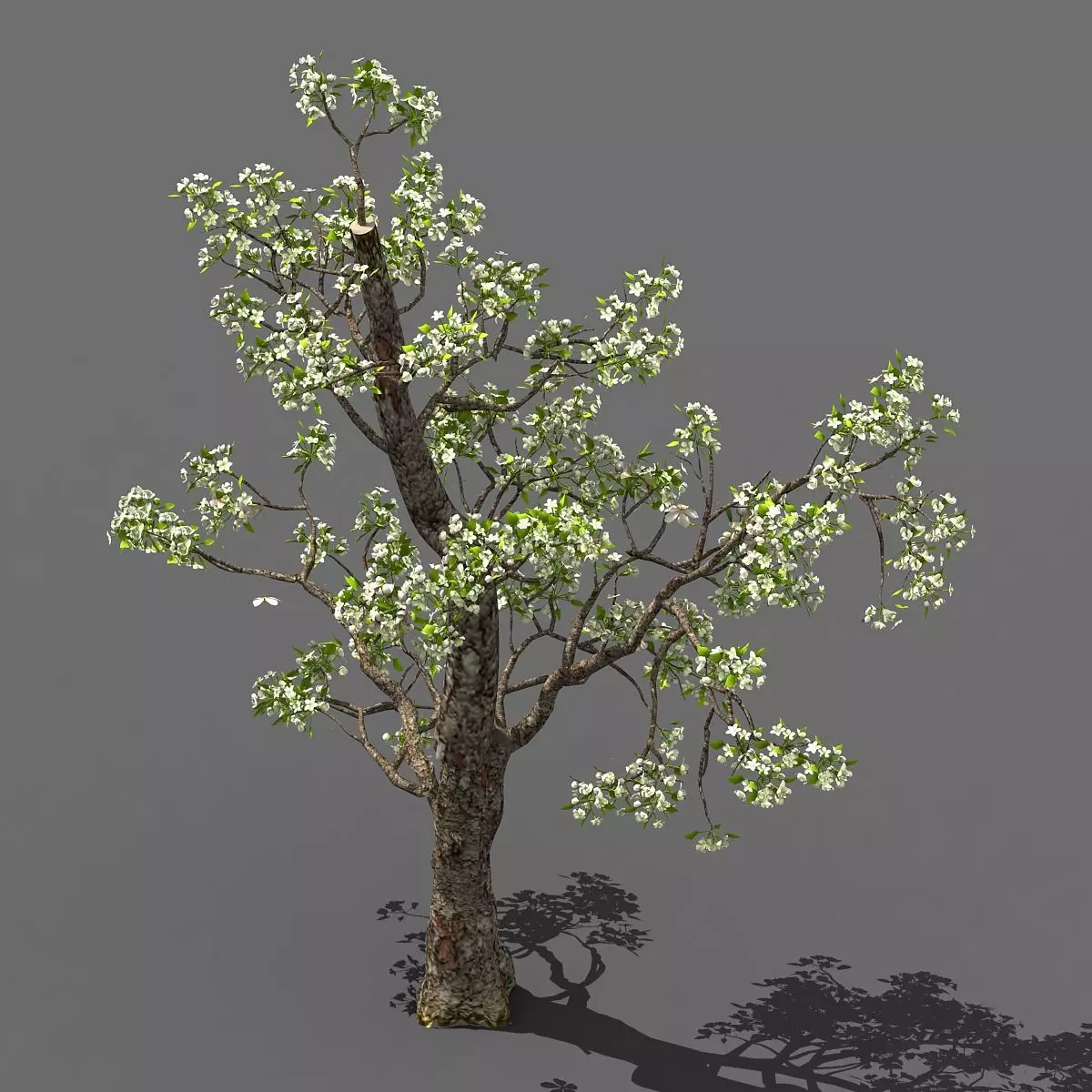 Baifenglin-wood-pear 03 3D model_0