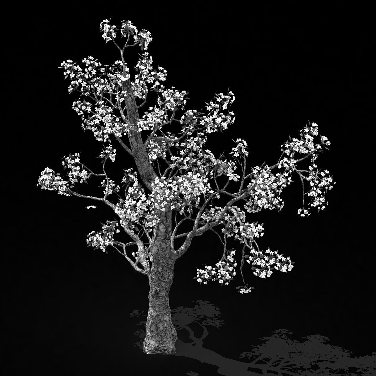 Baifenglin-wood-pear 03 3D model_2