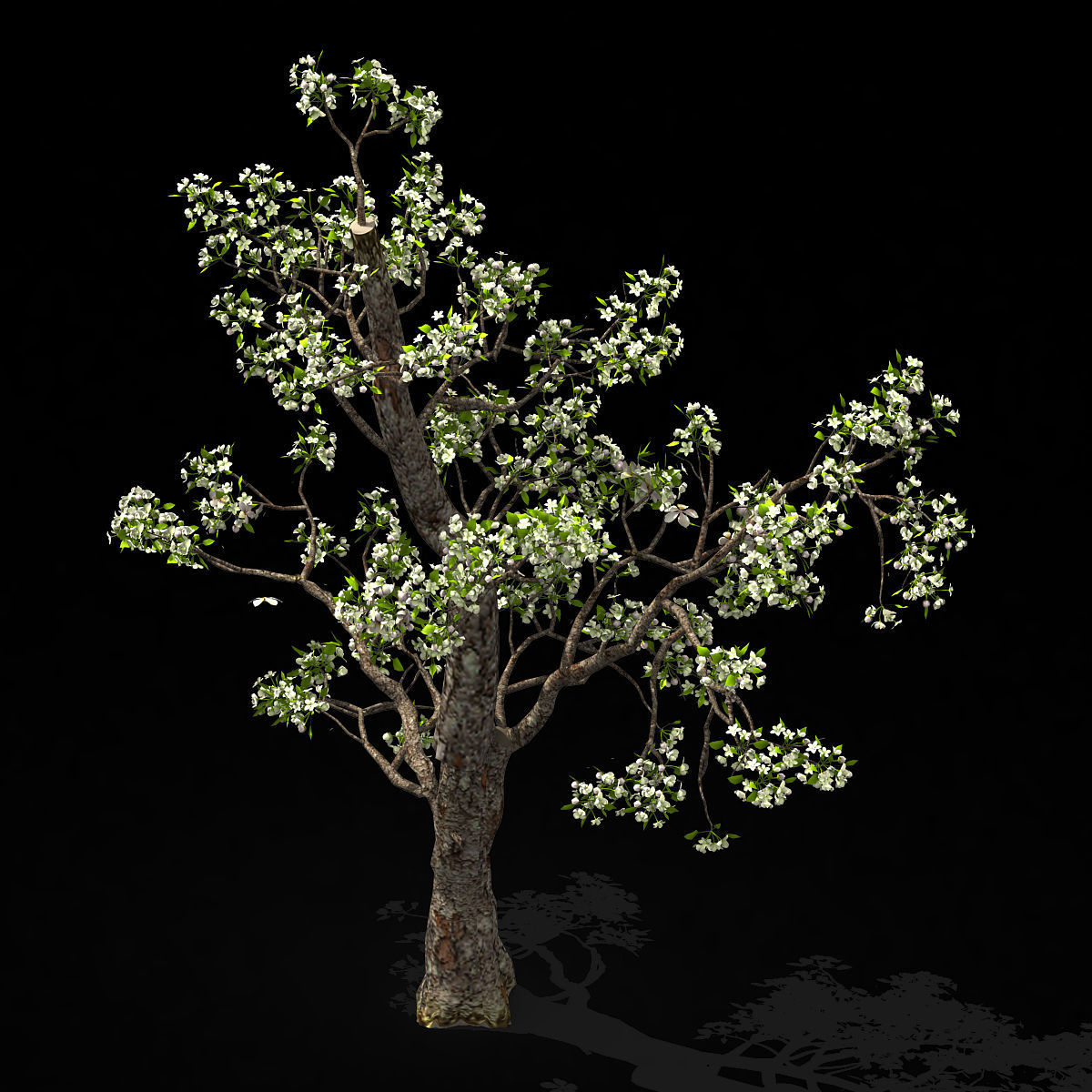 Baifenglin-wood-pear 03 3D model_1