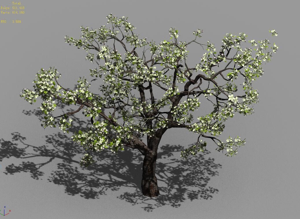 Baifenglin-wood-pear 04 3D model_3