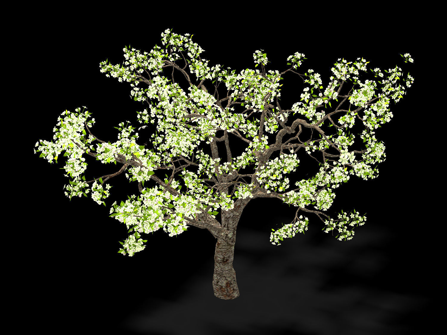 Baifenglin-wood-pear 04 3D model_1