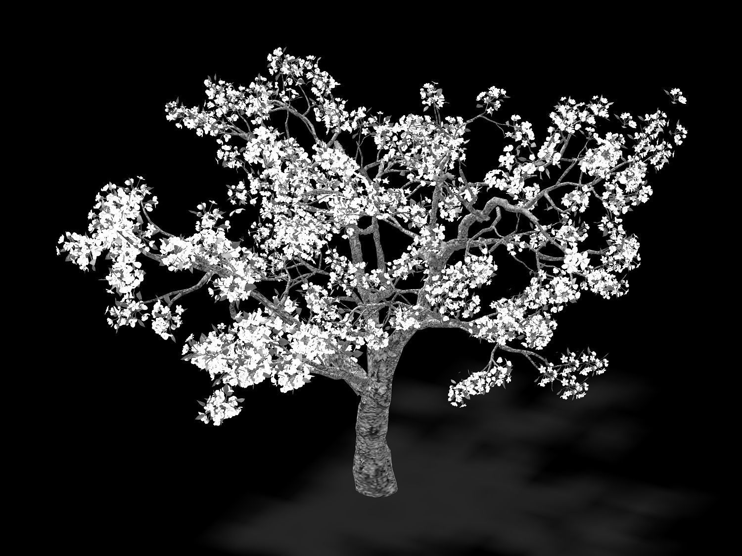 Baifenglin-wood-pear 04 3D model_2