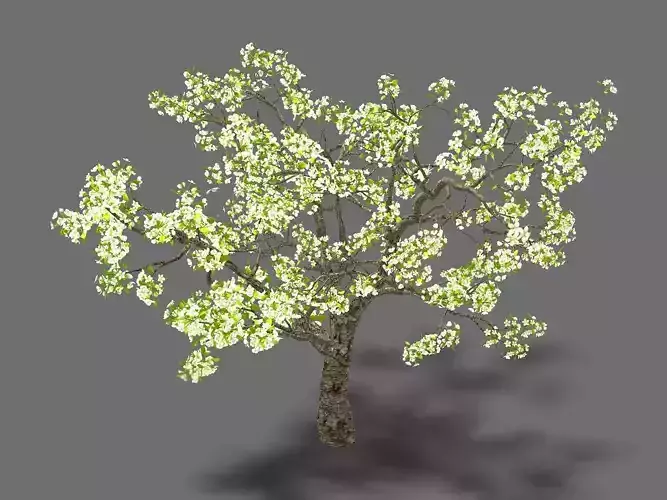 Baifenglin-wood-pear 04