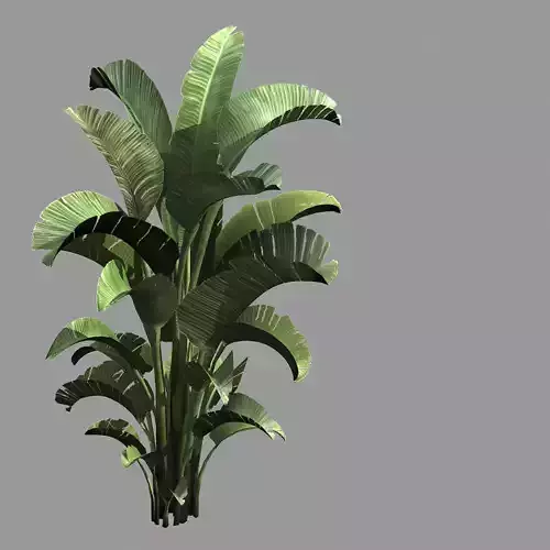 Hundred Forests-Plants-Banana Tree 01