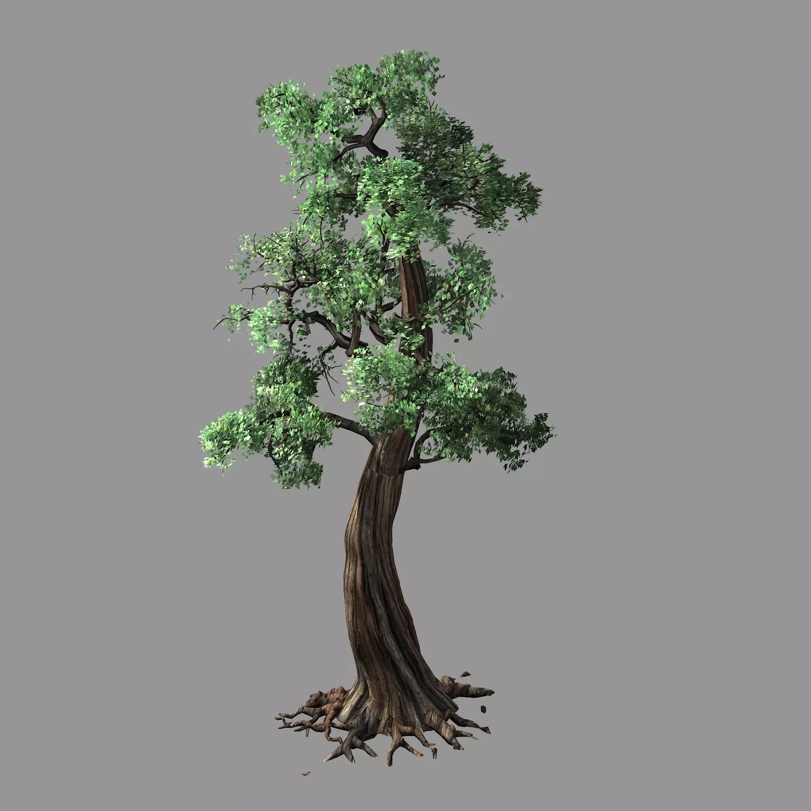 Hundred Forests-Plants-Cypress 3D model_0