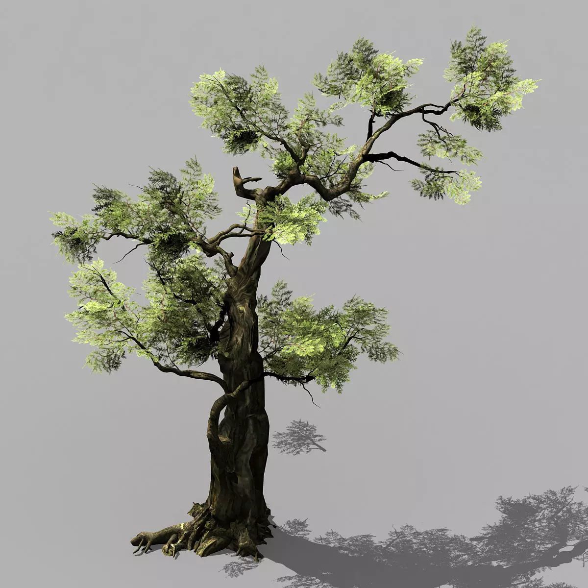 Hundred Forests-Plants-Cypress 235 3D model_0