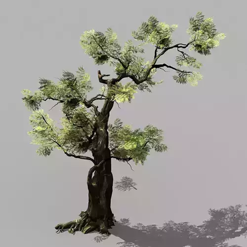 Hundred Forests-Plants-Cypress 235