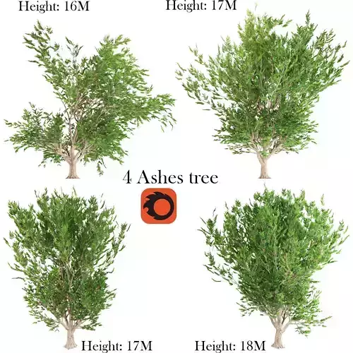 4 Ashes tree 3D model