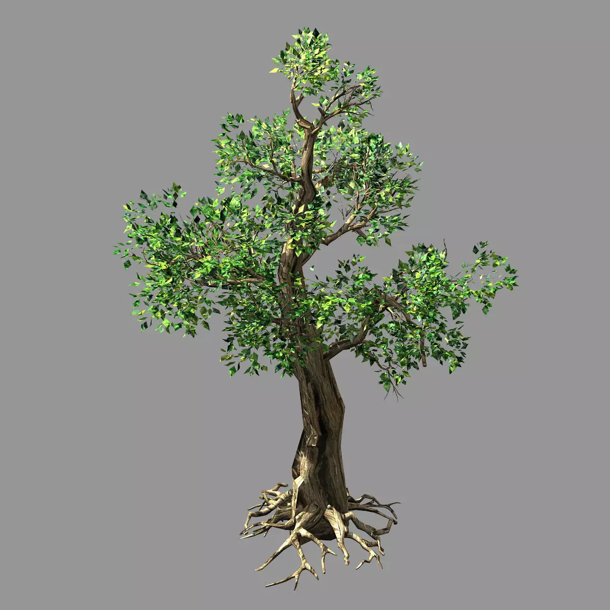 Hundred Forests-Plants-Acacia 01 3D model_0