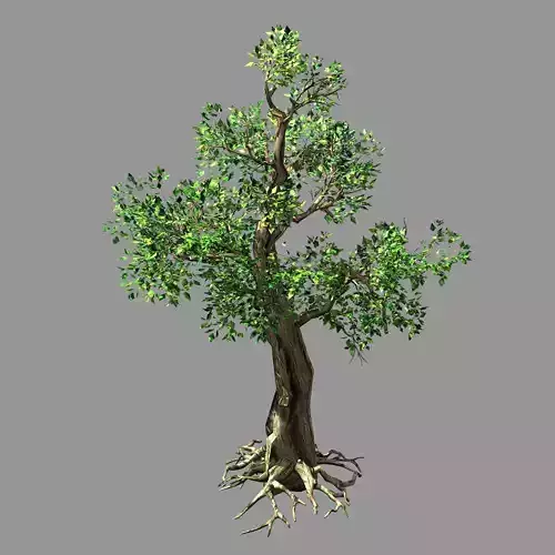 Hundred Forests-Plants-Acacia 01