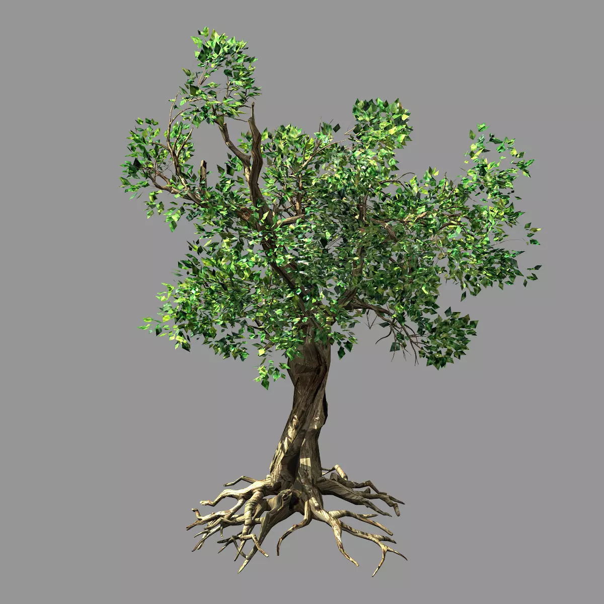 Hundred Forests-Plants-Acacia 03 3D model_0
